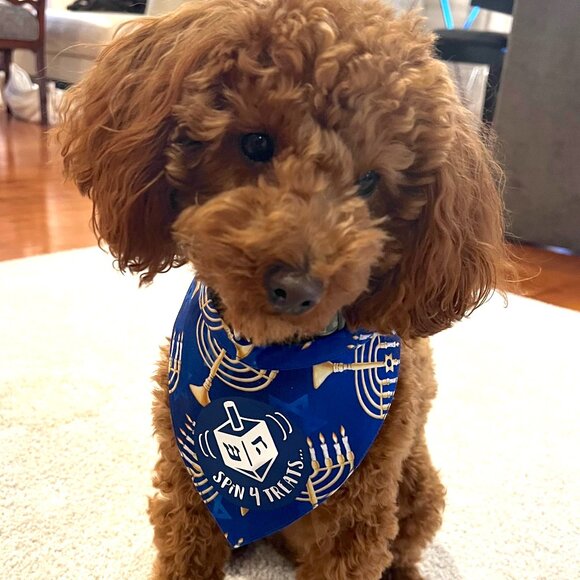 NEW HOLIDAY CUSTOM MADE "TIE & GO" Reflective Dog Bandanas - Picture 2 of 11